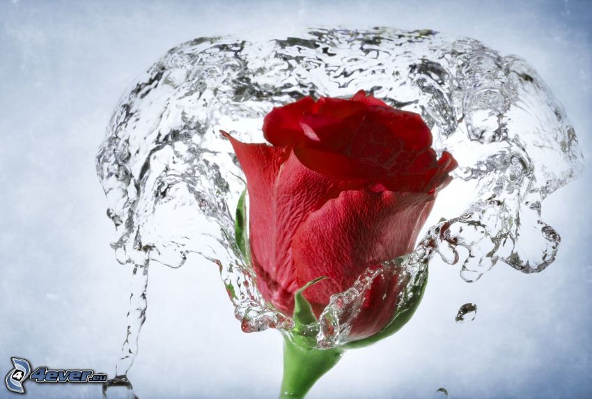 rosa roja, agua