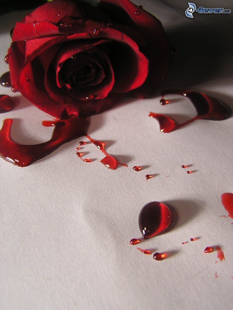 rosa roja, sangre