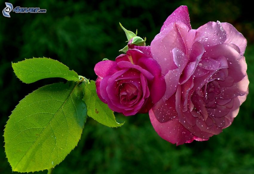 rosa violeta