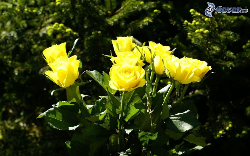 rosas amarillas