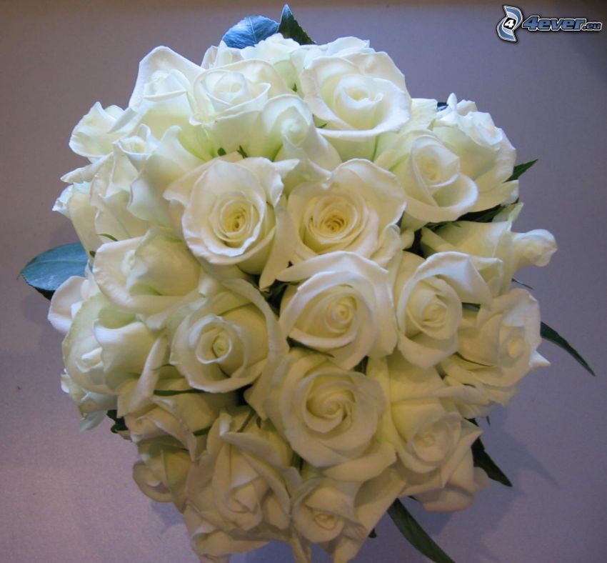 rosas blancas, ramo de rosas