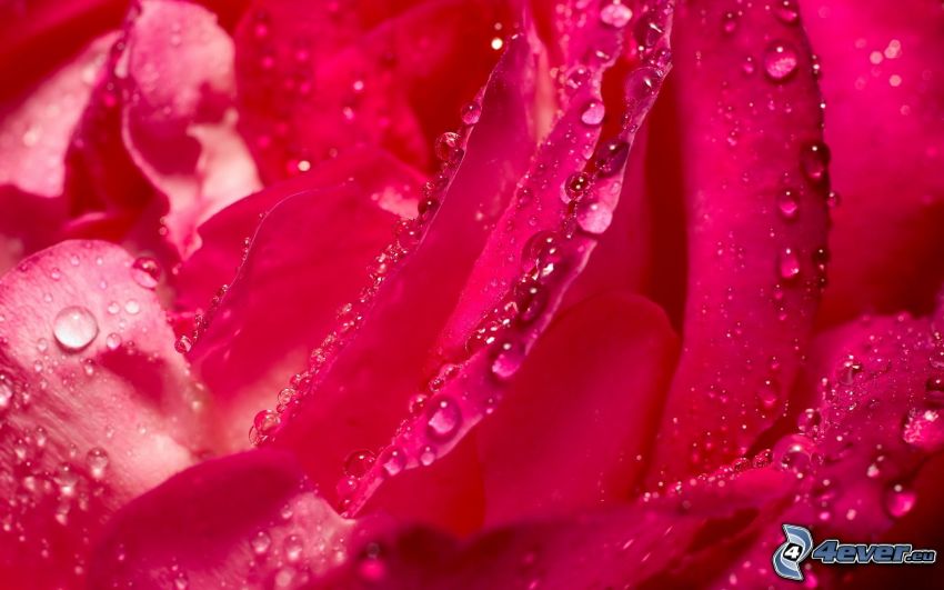 rosas de color rosa, rosa en rocío
