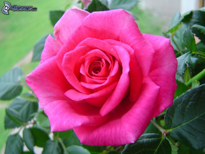 rosas de color rosa