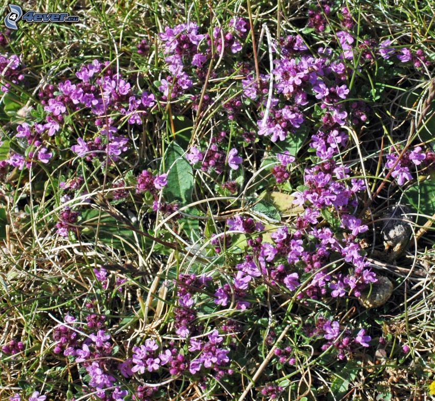 Tomillo, flores de coolor violeta