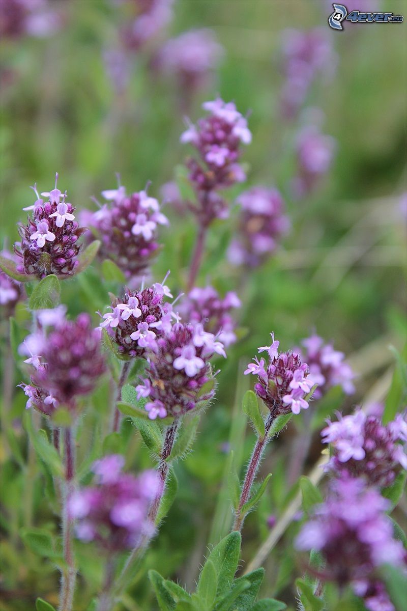 Tomillo, flores de coolor violeta