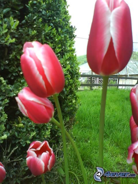 tulipán, flor