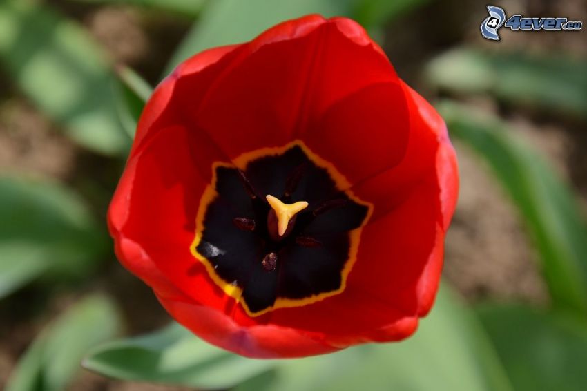 tulipán, flor