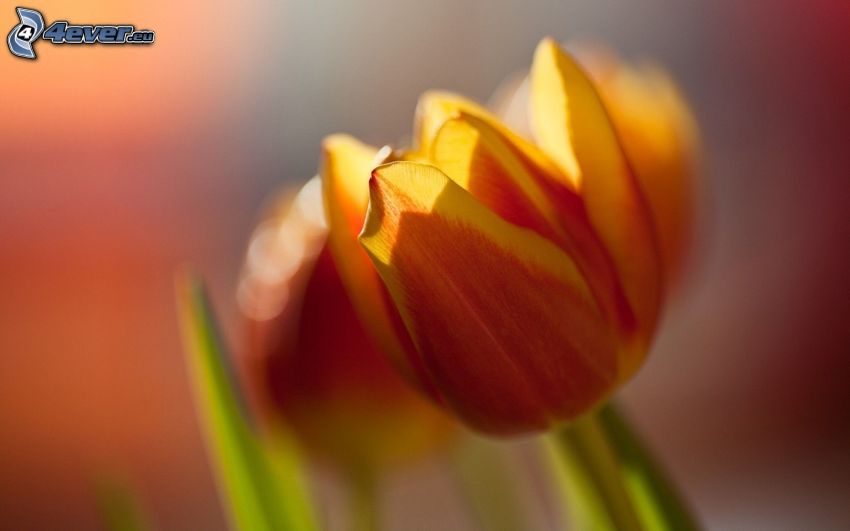 tulipán, flor de naranja