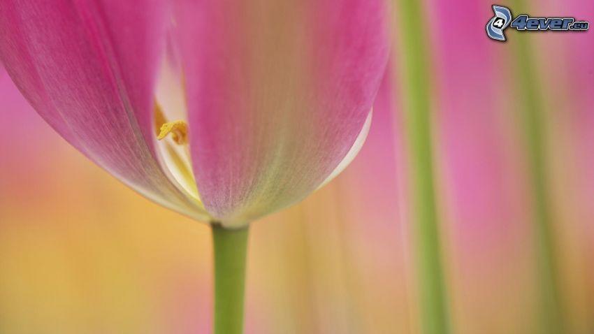 tulipán, flor rosa
