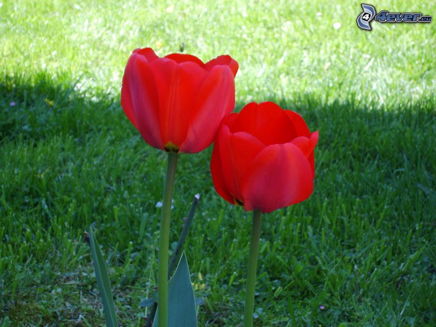 tulipán, prado