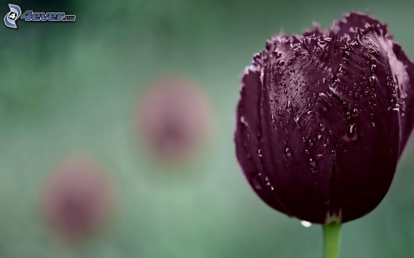 tulipán morado, gotas de agua