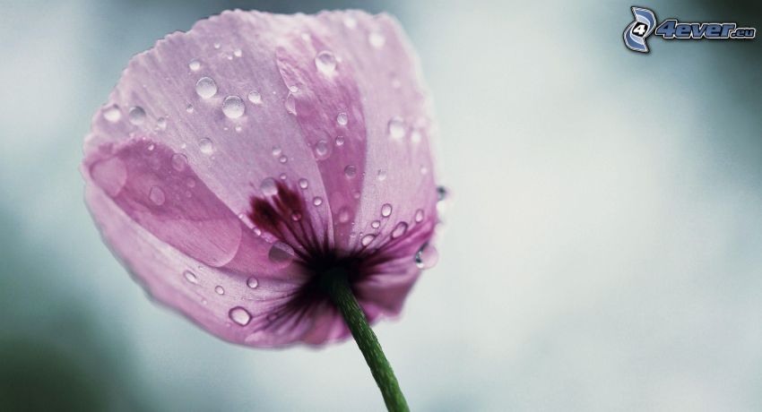 tulipán morado, gotas de agua