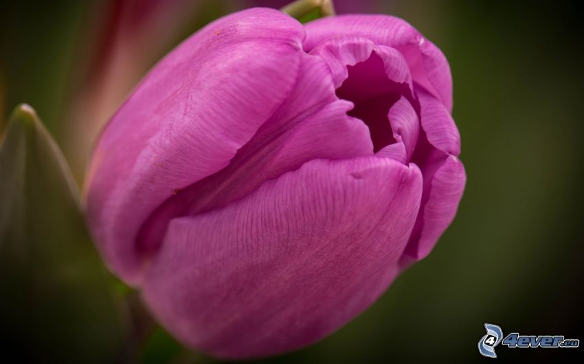 tulipán morado, macro