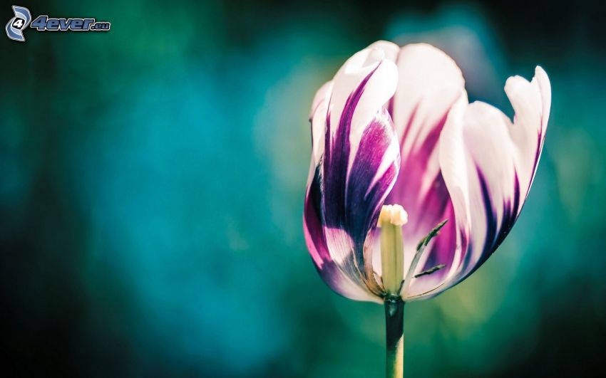 tulipán morado