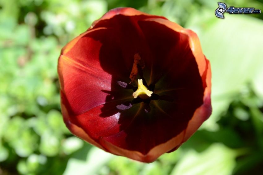 tulipán sangrirojo
