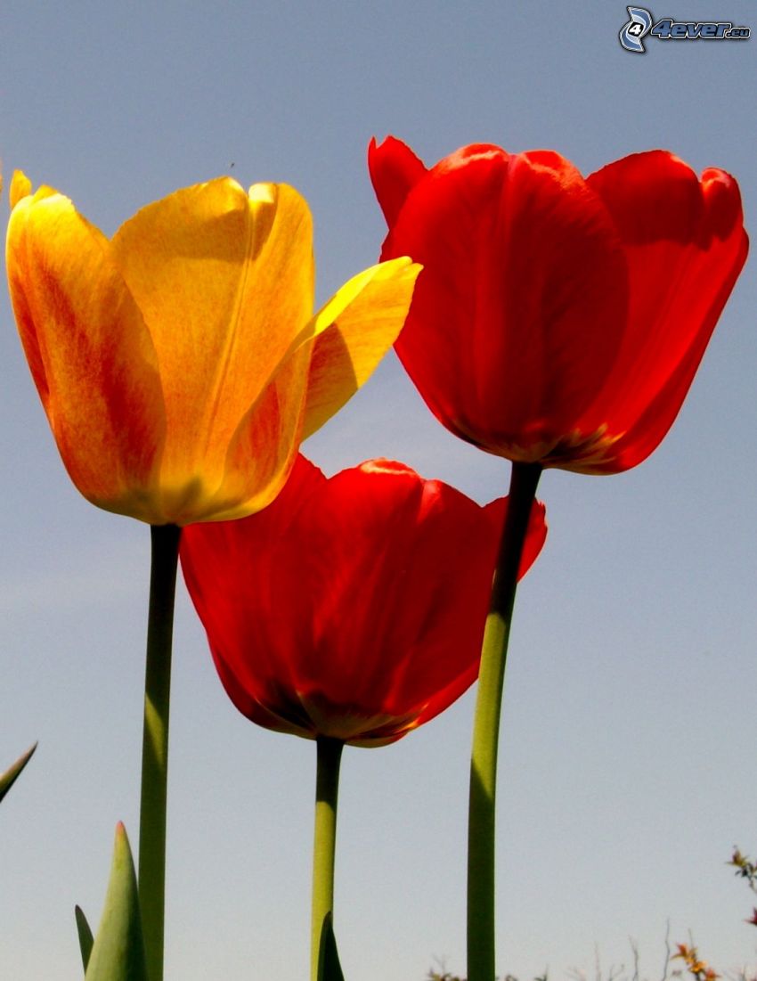 tulipanes, flores, tulipán amarillo, flor roja