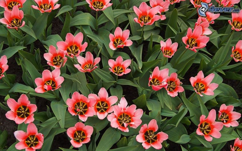 tulipanes, flores rojas