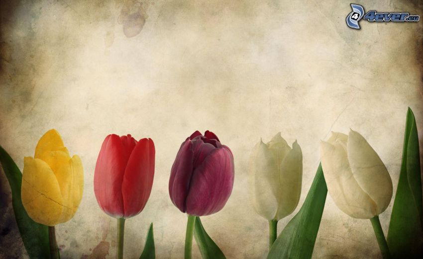 tulipanes, papel