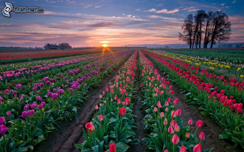 tulipanes, puesta de sol sobre el campo