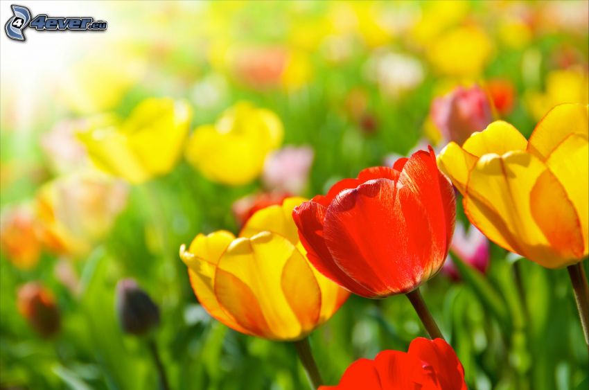tulipanes, tulipanes amarillos, tulipanes rojos