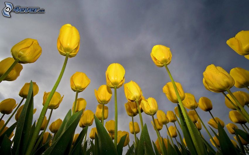 tulipanes amarillos