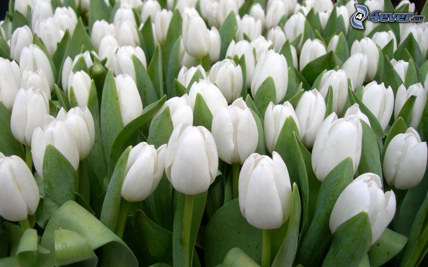 tulipanes blancos