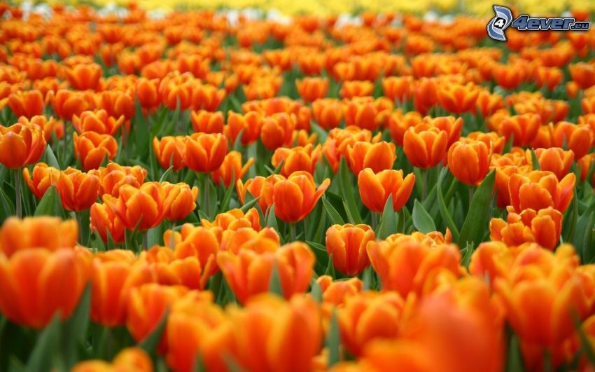 tulipanes de color naranja