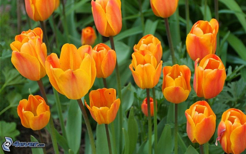 tulipanes de color naranja