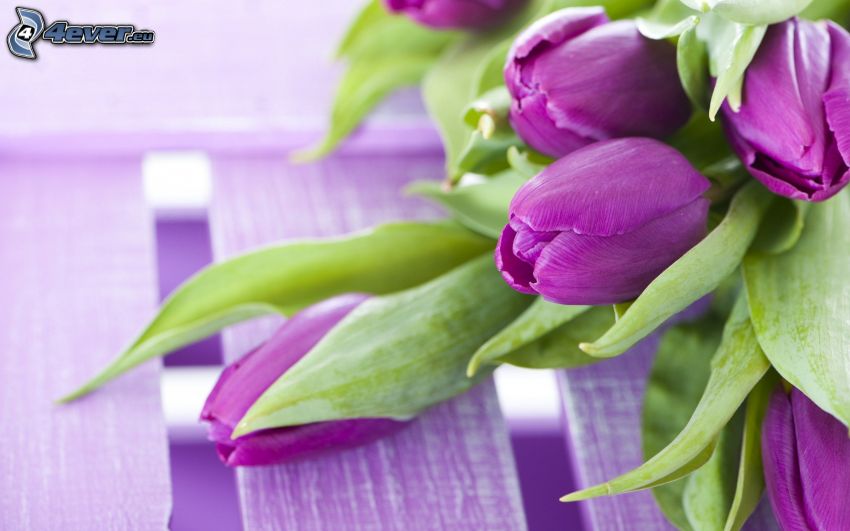 tulipanes de color púrpura