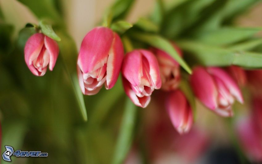 tulipanes de color rosa
