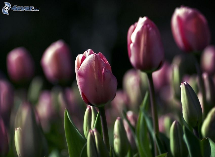 tulipanes de color rosa