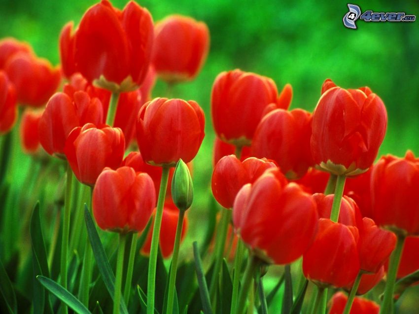 tulipanes rojos