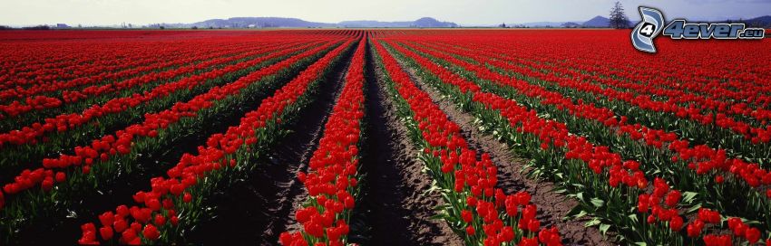 tulipanes rojos