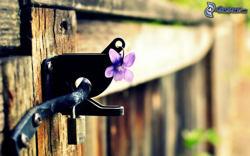 violeta, bloque, puerta de madera