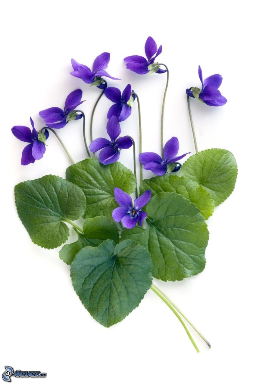 violetas, hojas verdes