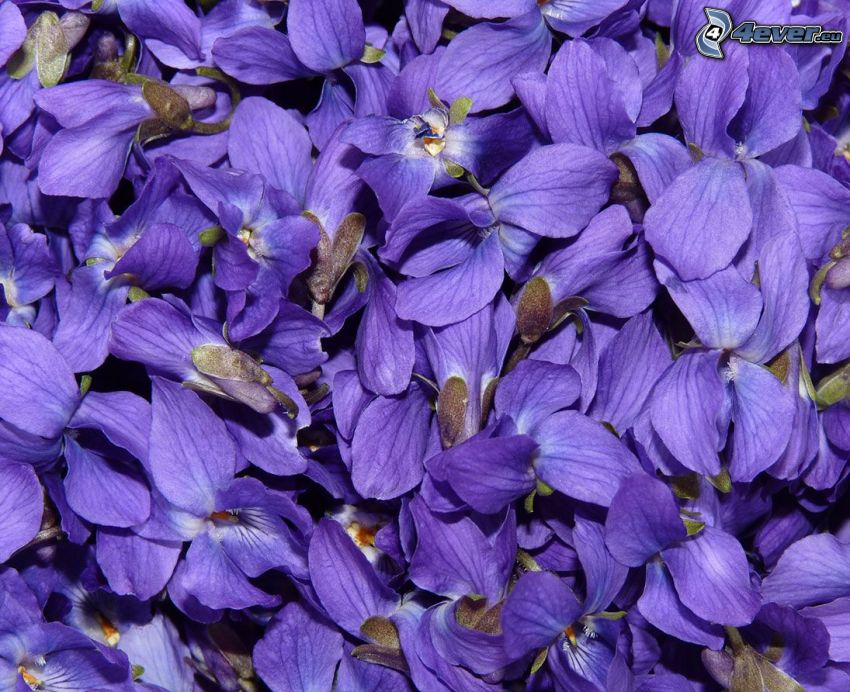 violetas