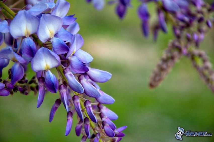 wisteria