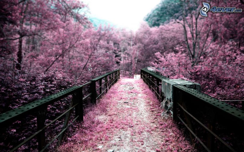 puente peatonal, árboles en flor