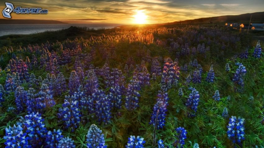 puesta de sol en la pradera, campo de lavanda, flores de coolor violeta