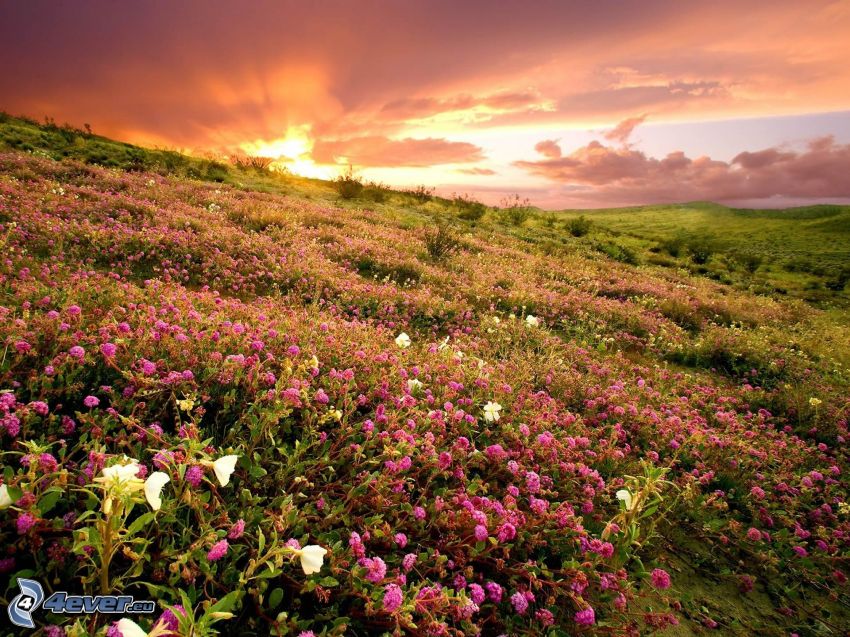 puesta de sol en la pradera, flores