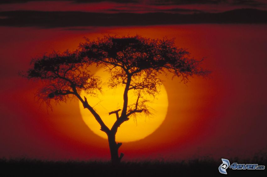 puesta de sol en la sabana, silueta de un árbol