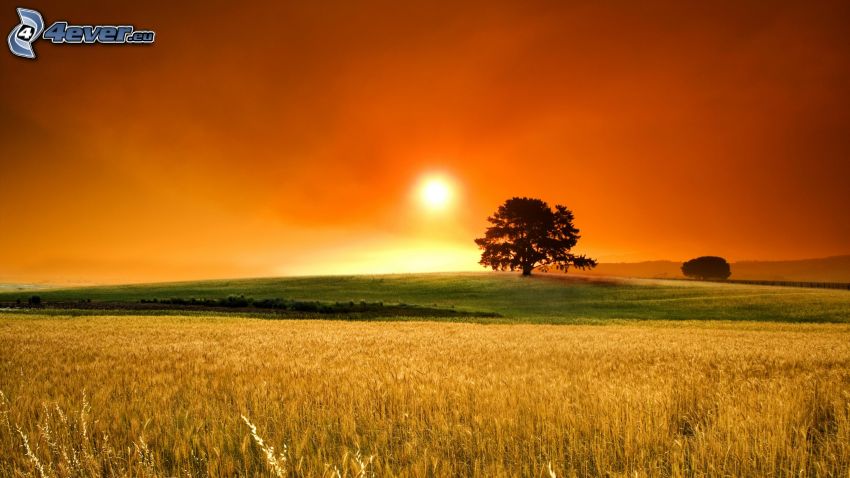 puesta de sol sobre el campo, árbol solitario
