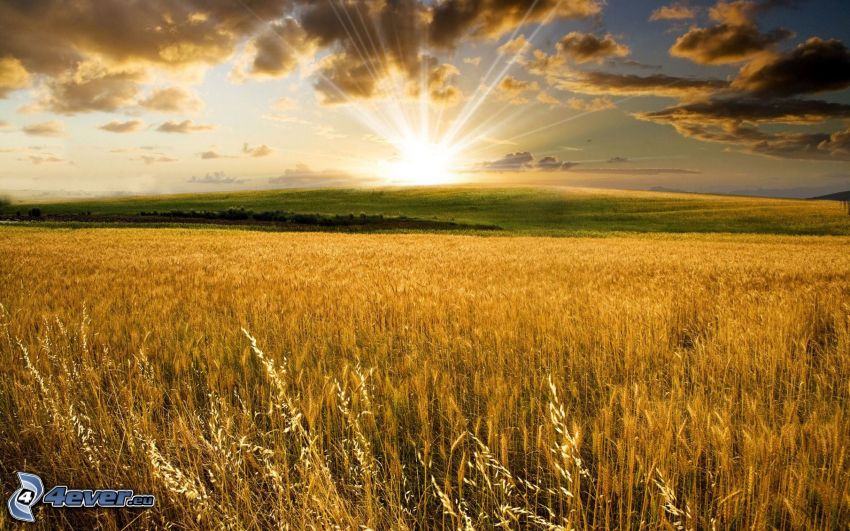 puesta de sol sobre el campo, campo de trigo maduro, nubes oscuras