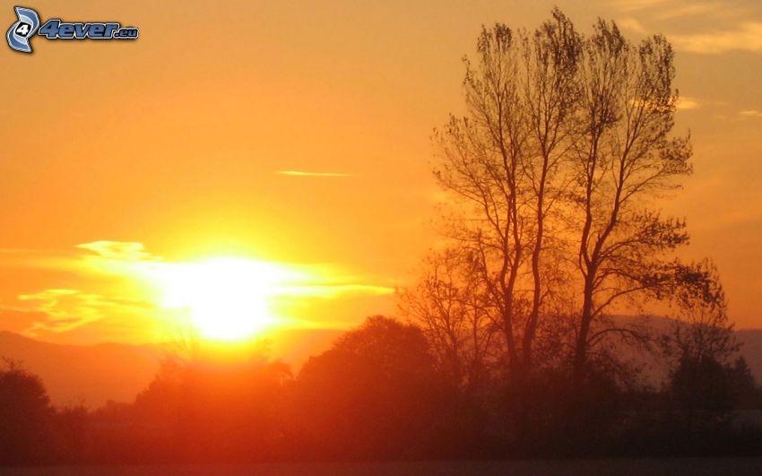 puesta de sol sobre la colina, silueta de un árbol, cielo anaranjado
