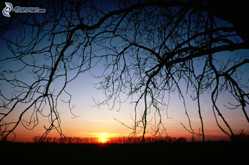 puesta de sol sobre los bosques, silueta de un árbol