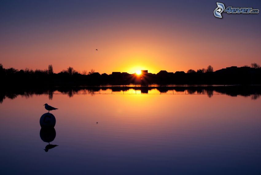 puesta de sol sobre un lago, casas, pájaro