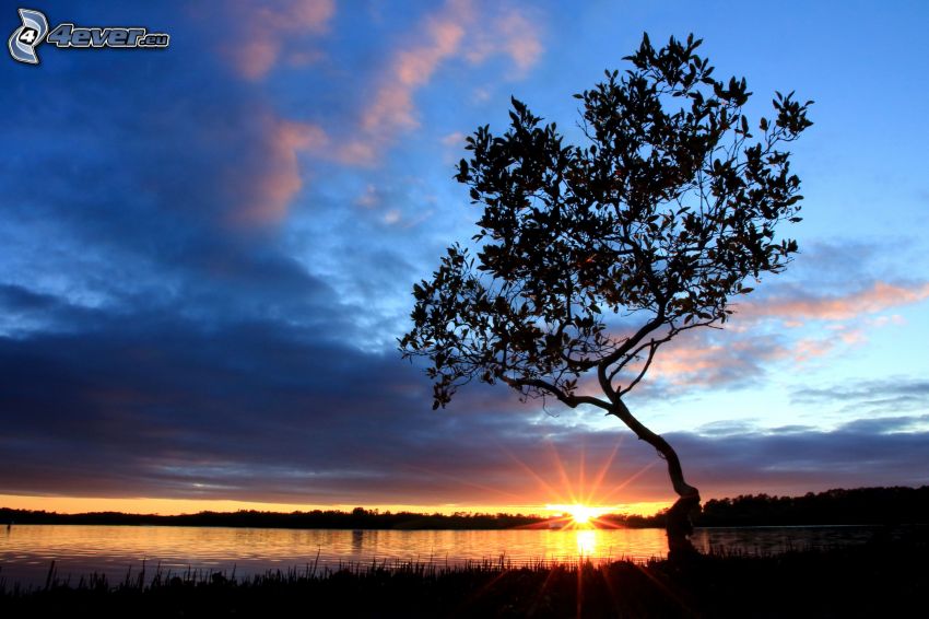 puesta de sol sobre un lago, silueta de un árbol, rayos de sol