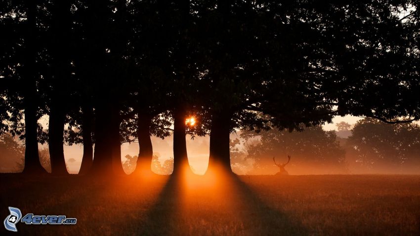 puesta del sol en el bosque, ciervo, siluetas de los árboles