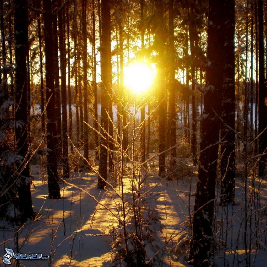 puesta del sol en el bosque, nieve