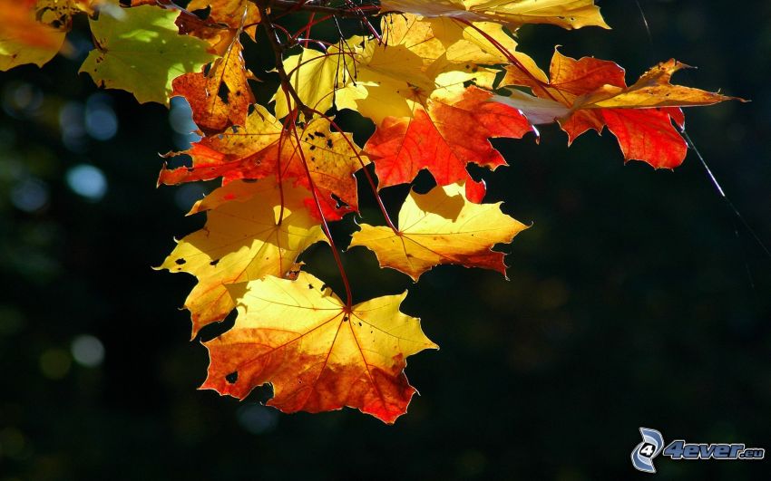 rama de árboles en otoño